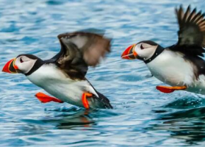 2026-06-28-PuffinCruise